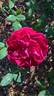 Lord Charlemont rose photo