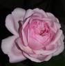 Madame Ernest Calvat rose photo
