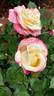 French Perfume rose photo