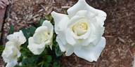 Fountain Square rose photo