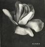 Alaska rose photo