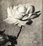 Marcelle Gret rose photo