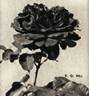 E. G. Hill rose photo