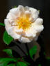 Clair Matin rose photo