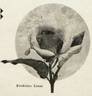 Federico Casas rose photo