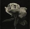 Comtesse de Castilleja rose photo