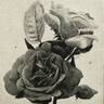 Souvenir de Claudius Denoyel rose photo