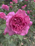 Emily Rhodes rose photo