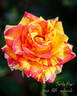 Swirly Pop rose photo