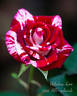 Unfailing Love rose photo