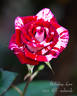 Unfailing Love rose photo