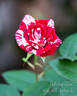 Unfailing Love rose photo