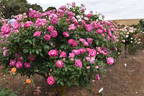 Brilliant Pink Iceberg rose photo