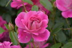 Brilliant Pink Iceberg rose photo