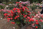 Danse des Sylphes rose photo