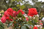 Danse des Sylphes rose photo