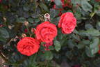 Danse des Sylphes rose photo