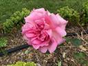 Briarcliff rose photo