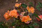 Fruitee rose photo