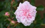 Jane McGrath rose photo