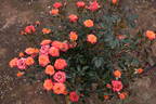 Patio Flame rose photo
