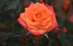 Patio Flame rose photo