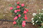 Debut ™ rose photo