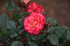 Debut ™ rose photo