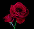 The Squire ® rose photo