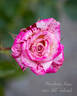 Strawberry Kisses rose photo