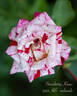 Strawberry Kisses rose photo