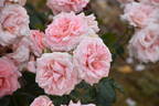 Anna Louisa rose photo