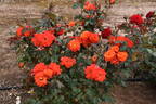 Apricot Gem rose photo