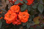 Apricot Gem rose photo
