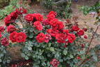 Imperator rose photo