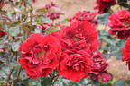 Imperator rose photo