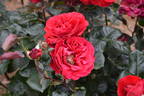Imperator rose photo