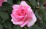 Wimi rose photo