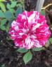 Twister rose photo