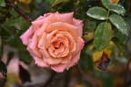 WALdream rose photo