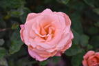 WALdream rose photo