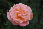 WALdream rose photo