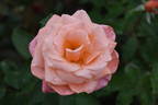 WALdream rose photo