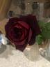 Oklahoma (Hybrid Tea, Swim rose photo
