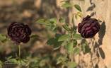 Black Prince rose photo