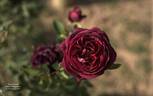 Black Prince rose photo