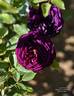 Black Prince rose photo