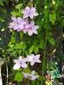 Hagley Hybrid clematis photo