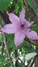 Hagley Hybrid clematis photo