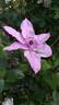 Hagley Hybrid clematis photo